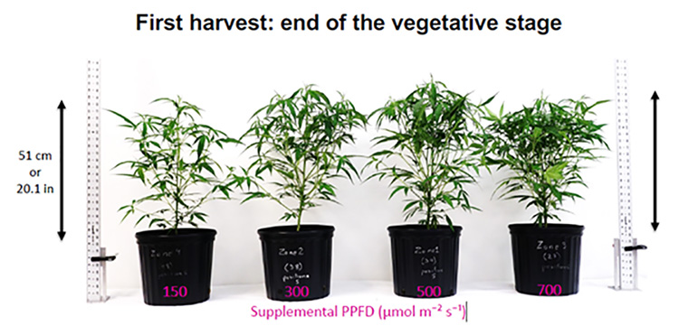 First harvest: end of vegetative stage comparison graphic