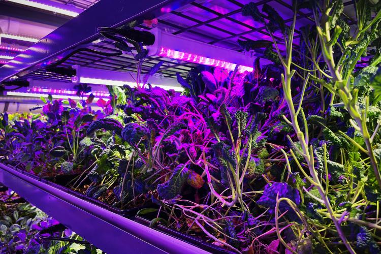 Leafy microgreens grown sustainably under Arize Life LED light fixtures