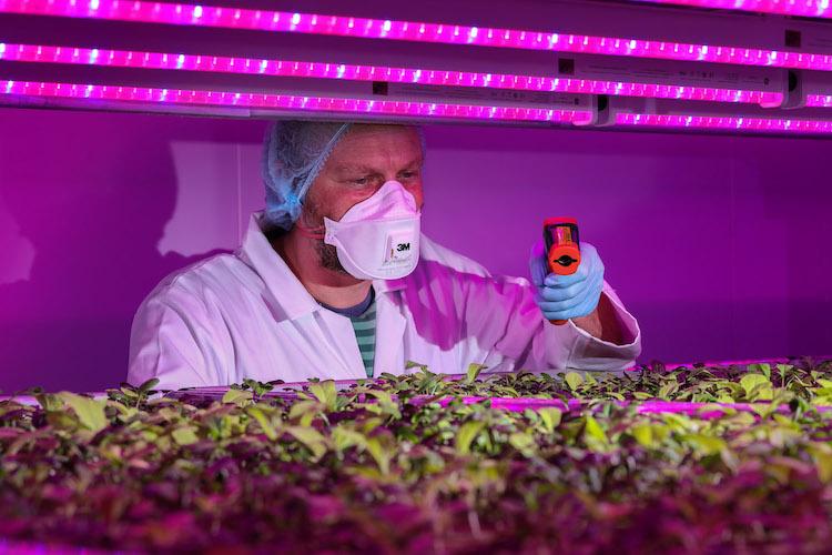 Optimizing Greenhouse Crop Yields with LED Lighting