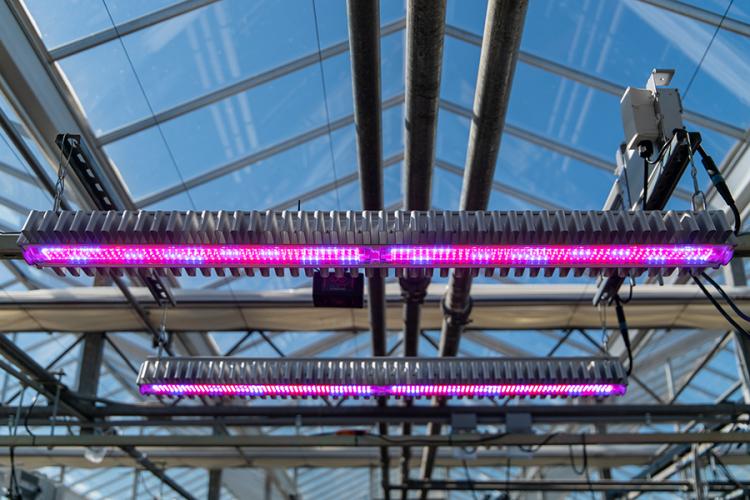 Arize lighting in greenhouse