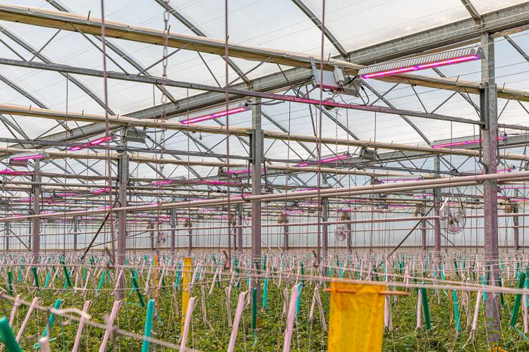 The Atlantic Grown greenhouse with Arize LED horticulture lights