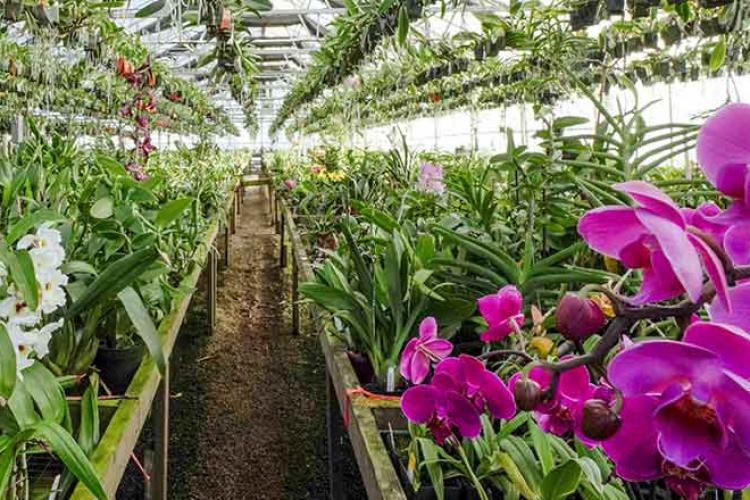 Greenhouse orchard with blooming orchids 
