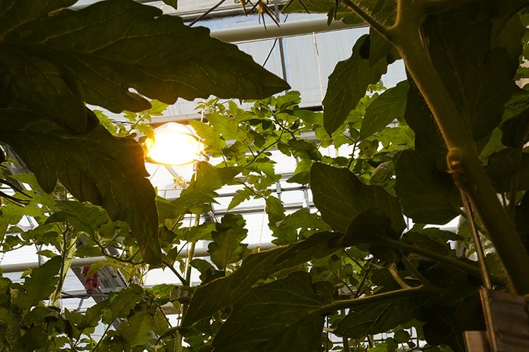 HPS lamps increase the lifespan of horticulture lighting in greenhouse settings. 