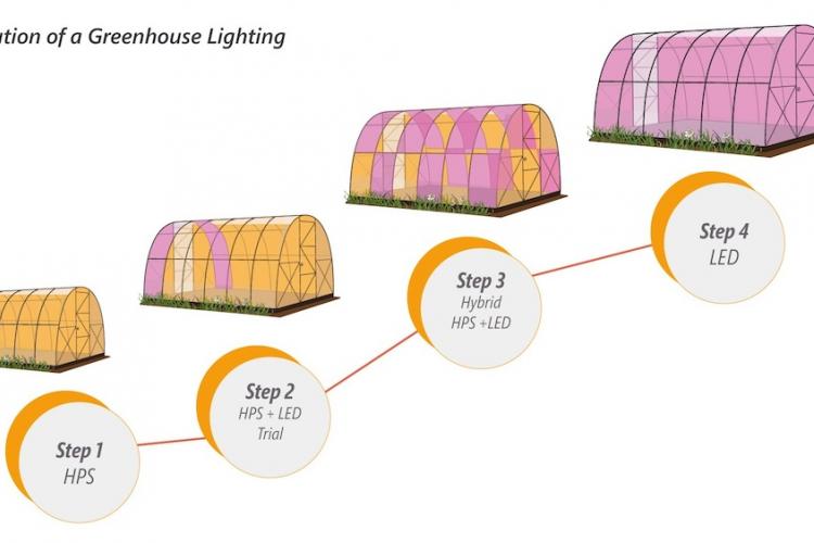 Evolution of a Greenhouse Lighting