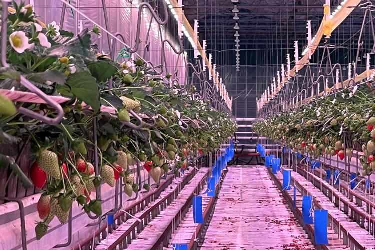 Arize Element L1000 at Global Berry with Strawberries
