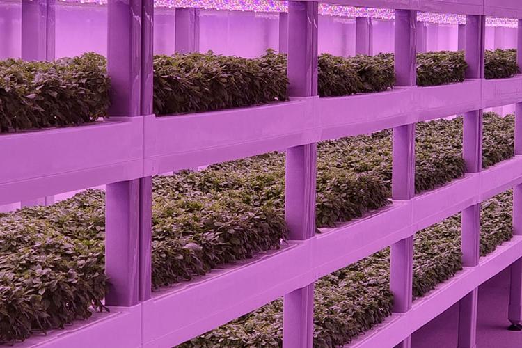 Sustainable vertical farming solutions