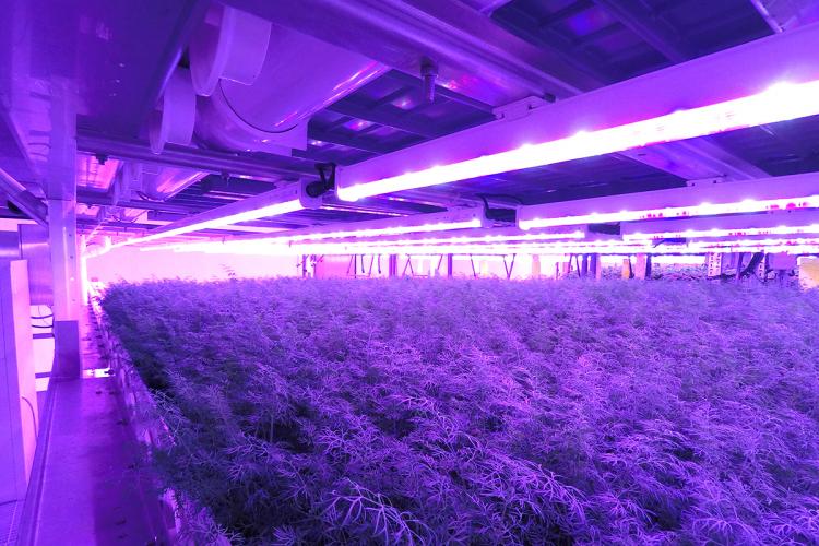 LED grow lights in a vertical farm