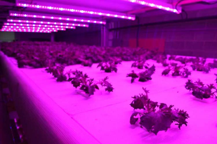Purple grow lights on rack