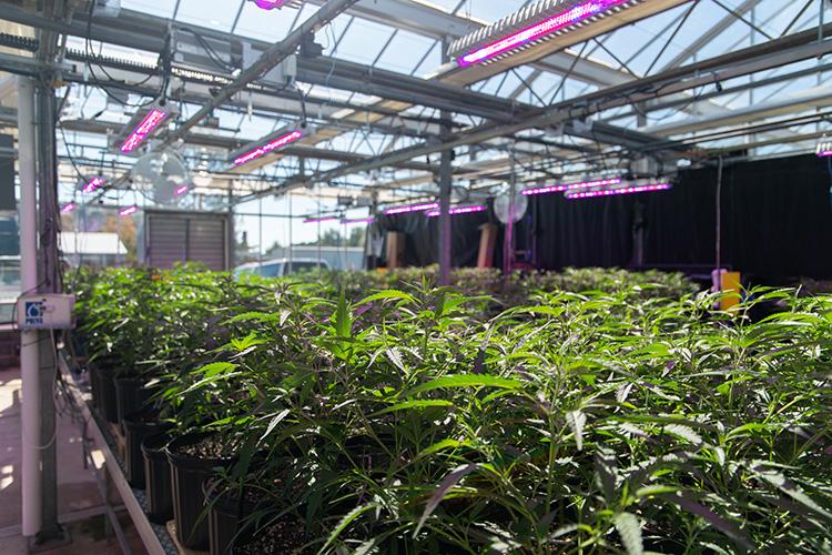 Researching the impact of supplemental lighting on cannabis production