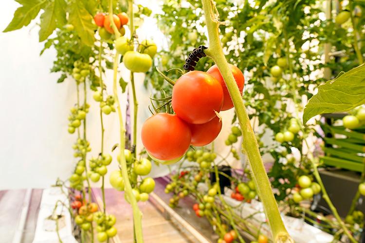 Tomatoes on vine in greenhouse