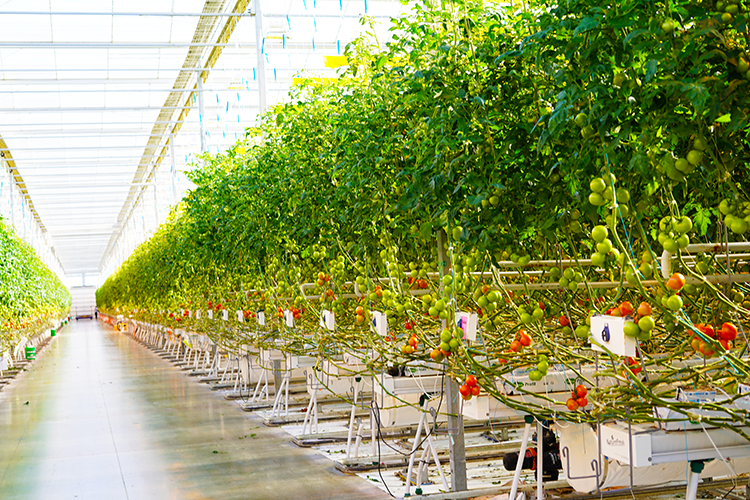 Arize Integral Intra-canopy Lighting over Tomatoes